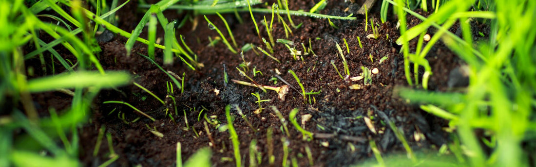Lückiger Rasen mit dünnem Grasbewuchs