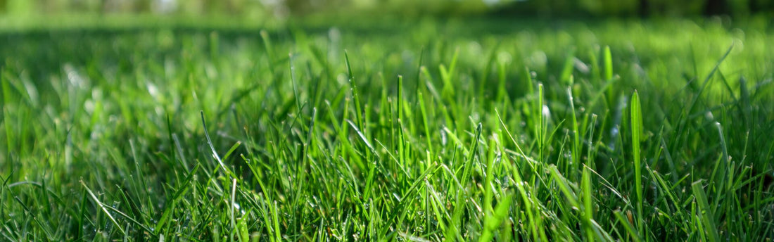 Hand mit lockerer, gesunder Gartenerde