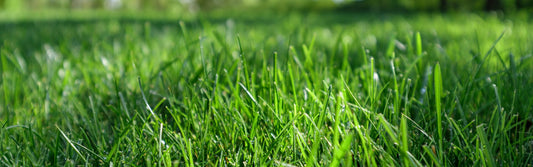 Hand mit lockerer, gesunder Gartenerde