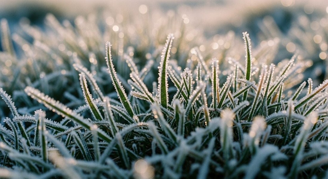 Rasenfläche im Winter mit Raureif
