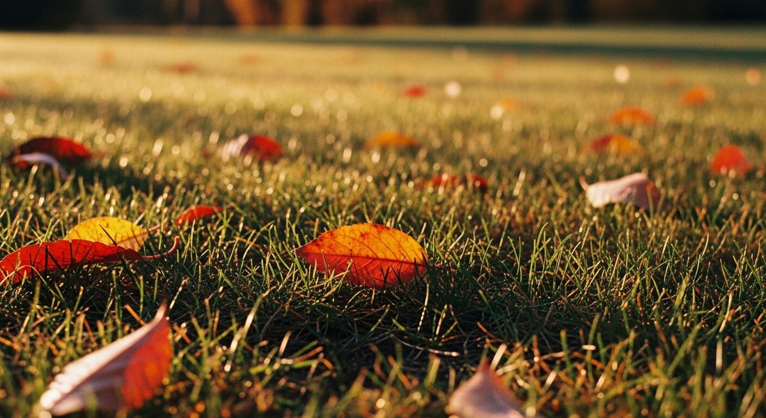 Herbstlicher Rasen mit buntem Laub